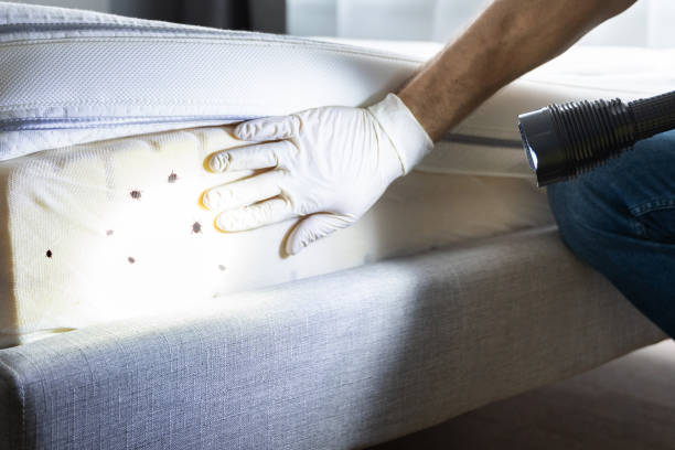 Reliable Fresno, CA Pest Control Solutions